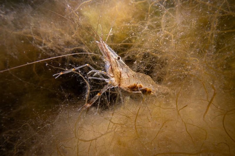 2025-08 - Thema Garnaal - RenaatP