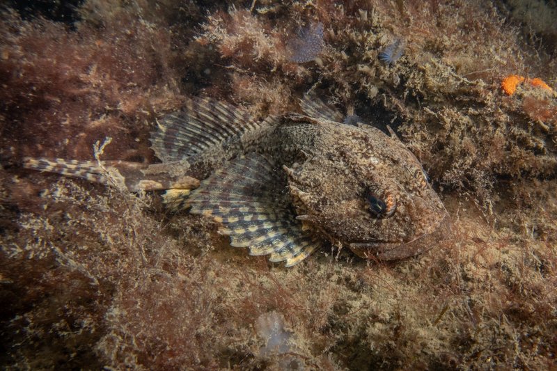 Winnaar 2025-10 - Thema Donderpad - RenaatP