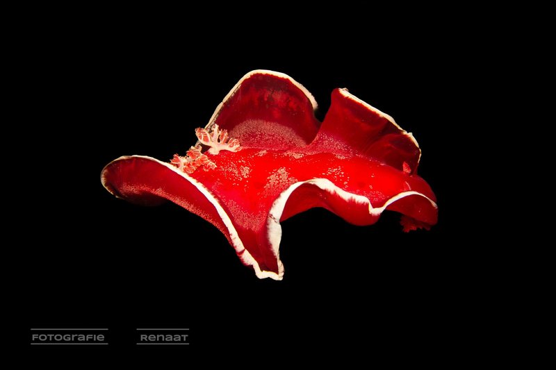 2025-10 - Thema Rood - RenaatP