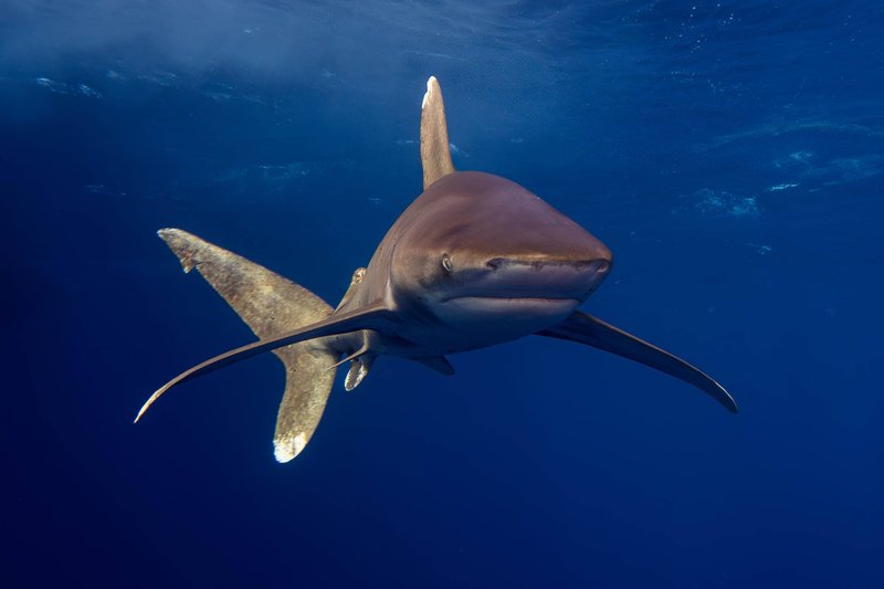 2025-12 - Thema Haai - HendrikM